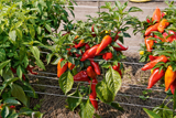GartenDialog 2026 - Chili - Paprika
